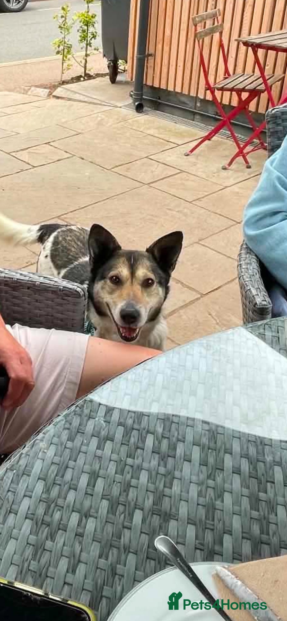 Mixed Breed dogs MAPLE, 5yrs, 18kg,friendly,happy,confident,special - Advert 1