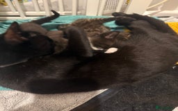 American Curl cats for sale: 4 littens - Image 7