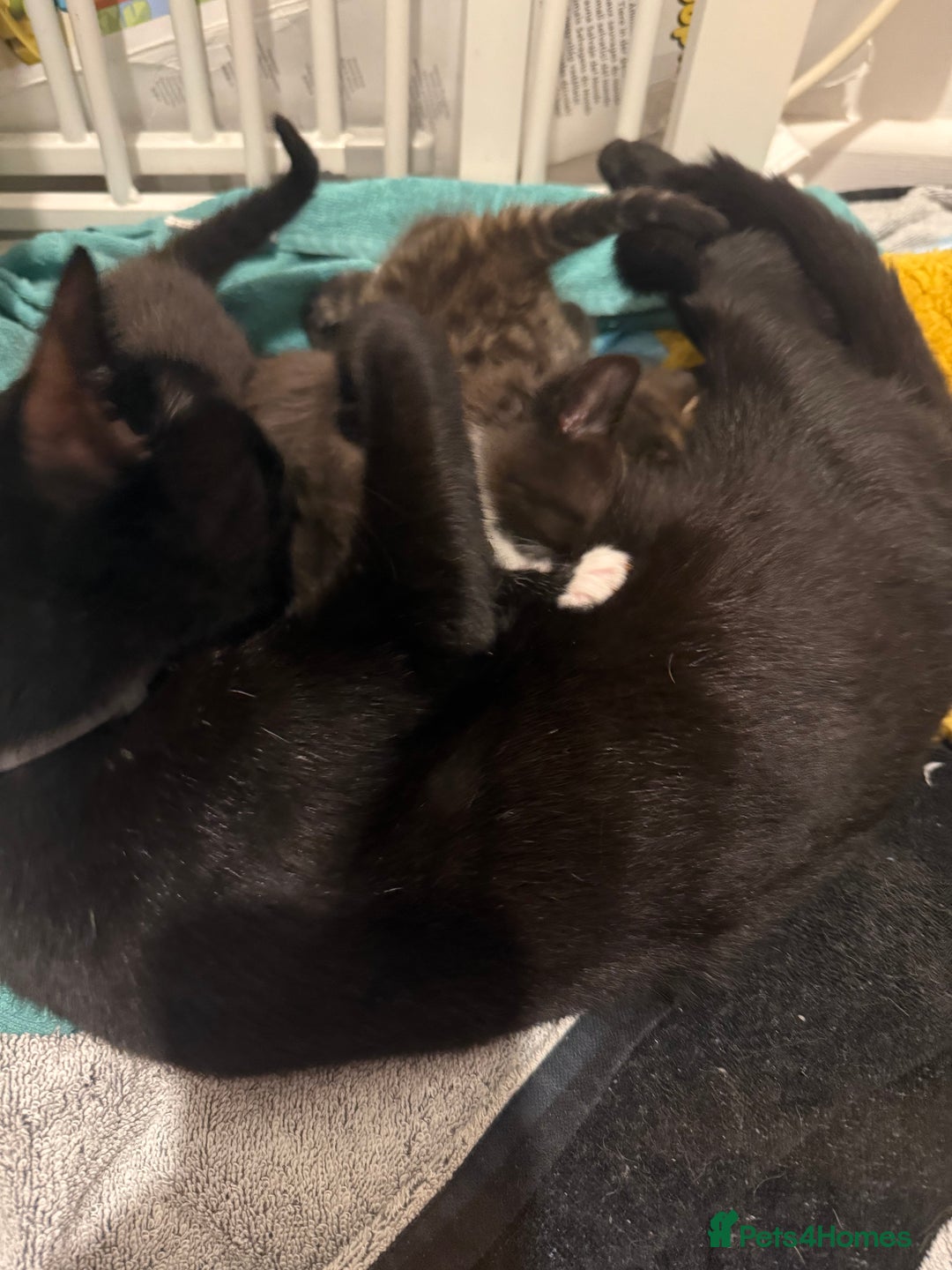 American Curl cats for sale: 4 littens - Image 7