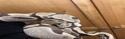 Python Snake reptiles for sale: Sweet-natured Desert Ghost Royal Python - Advert 3