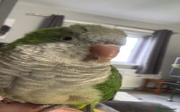 Parrots birds for sale: Rocky -Quaker  - Image 6