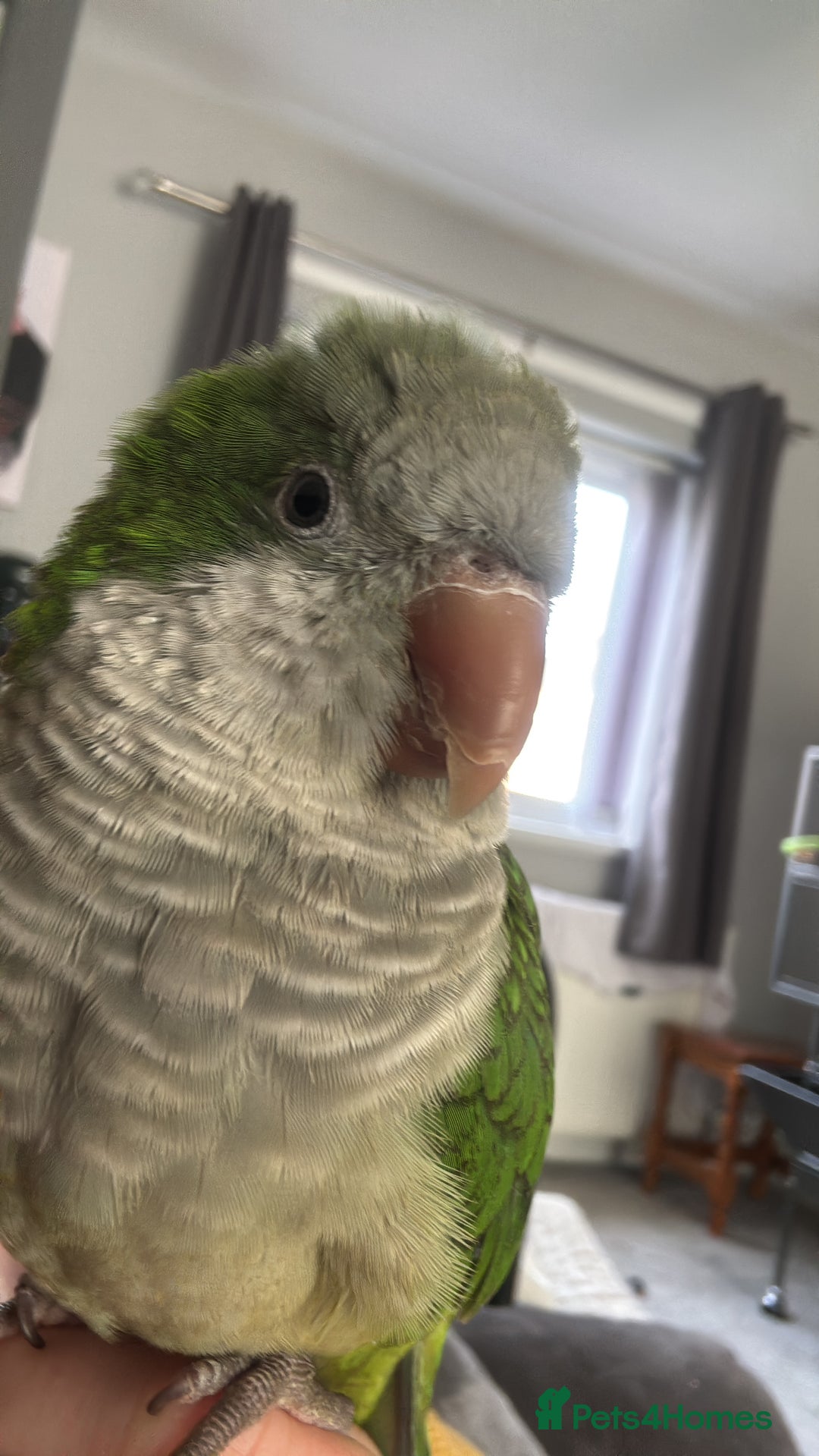 Parrots birds for sale: Rocky -Quaker  - Image 6