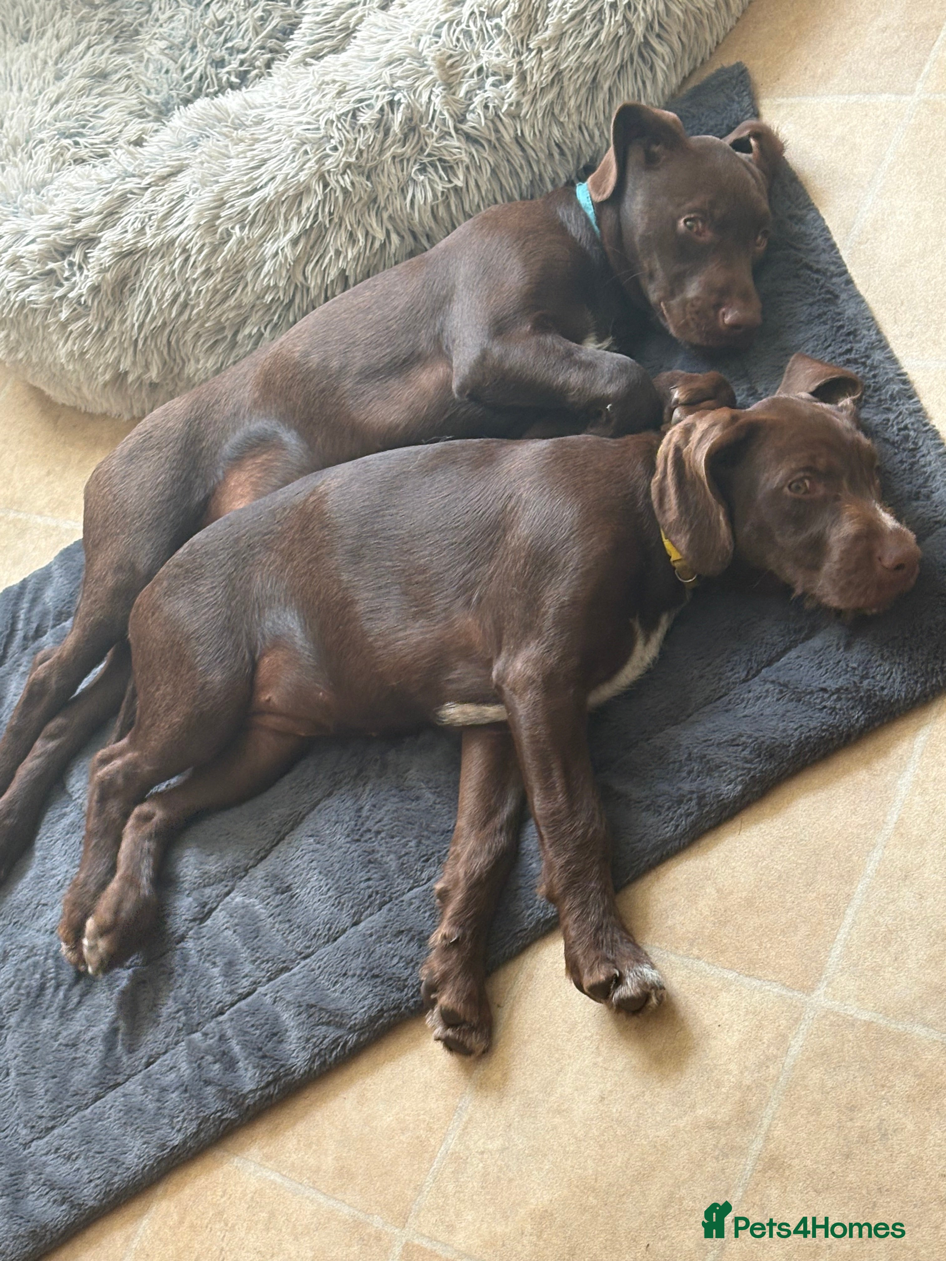 Mixed Breed dogs BITCH NOW AVAILABLE! GWP X Labrador puppies - Advert 2
