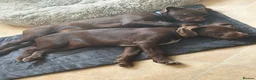 Mixed Breed dogs for sale: BITCH NOW AVAILABLE! GWP X Labrador puppies - Advert 2