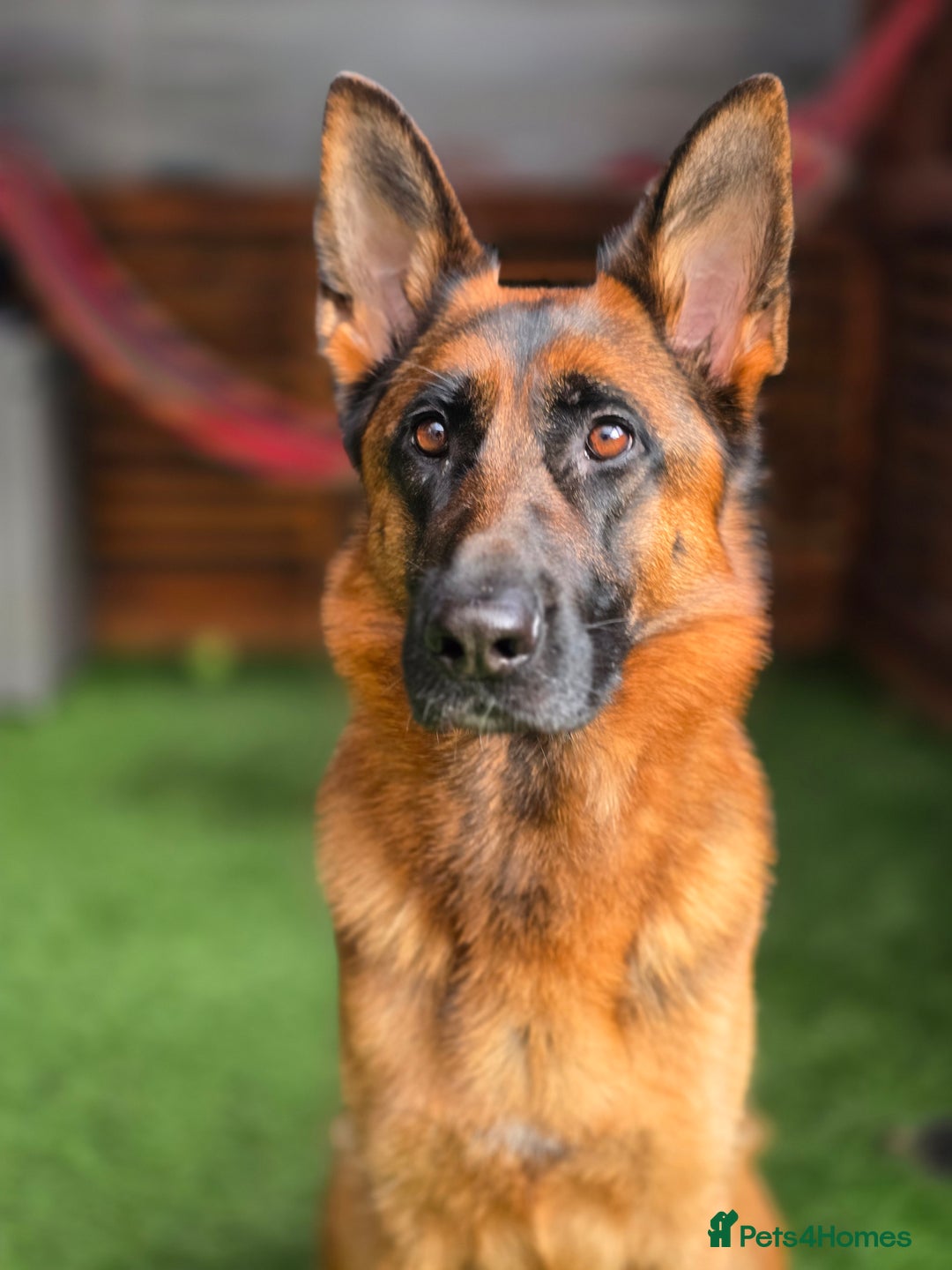 German Shepherd dogs for sale:  Exceptional German Shepherd Dog Puppies – KC Reg - Advert 4