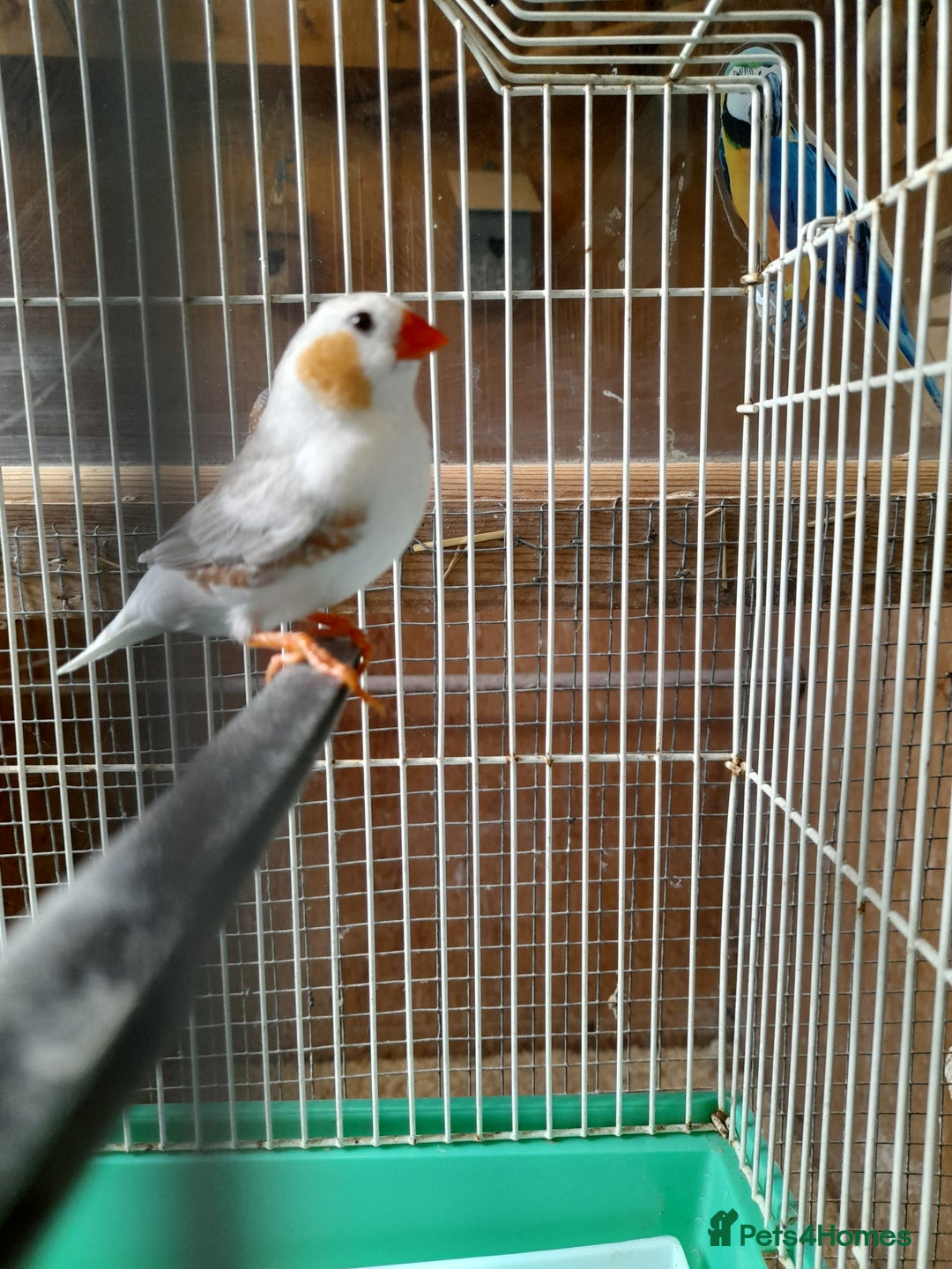 Finches birds for sale: Male zebra finches ready to go  - Image 1