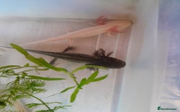 Axolotl reptiles for sale: Pink axolotls for sale - Advert 2