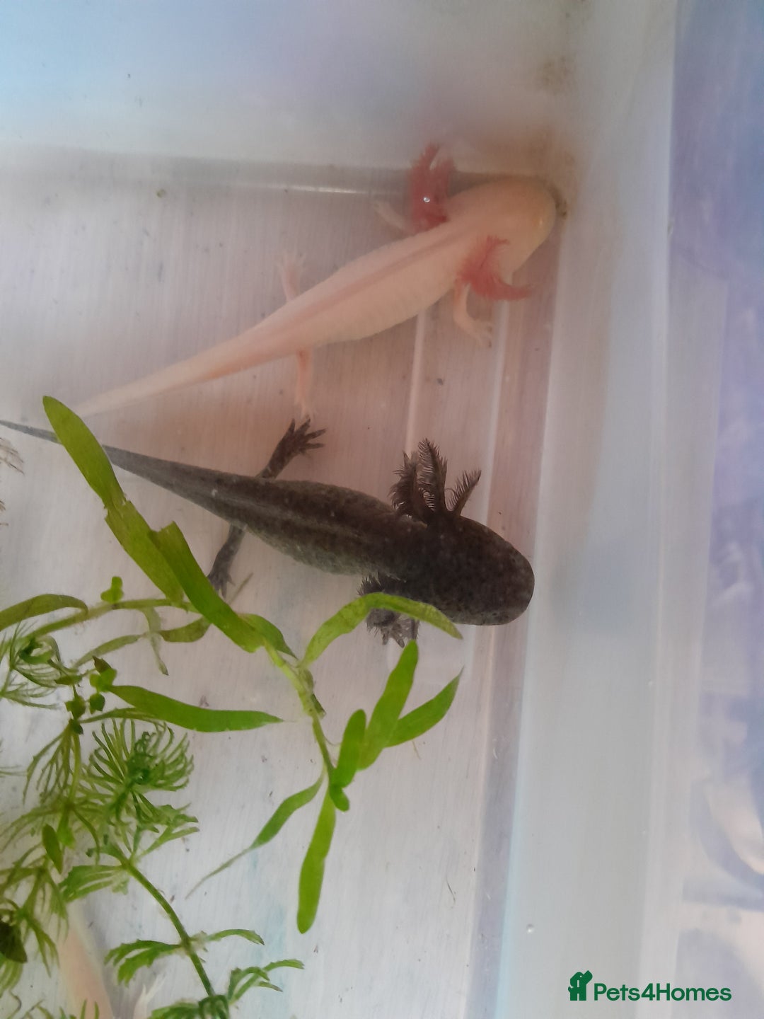 Axolotl reptiles for sale: Pink axolotls for sale - Advert 2