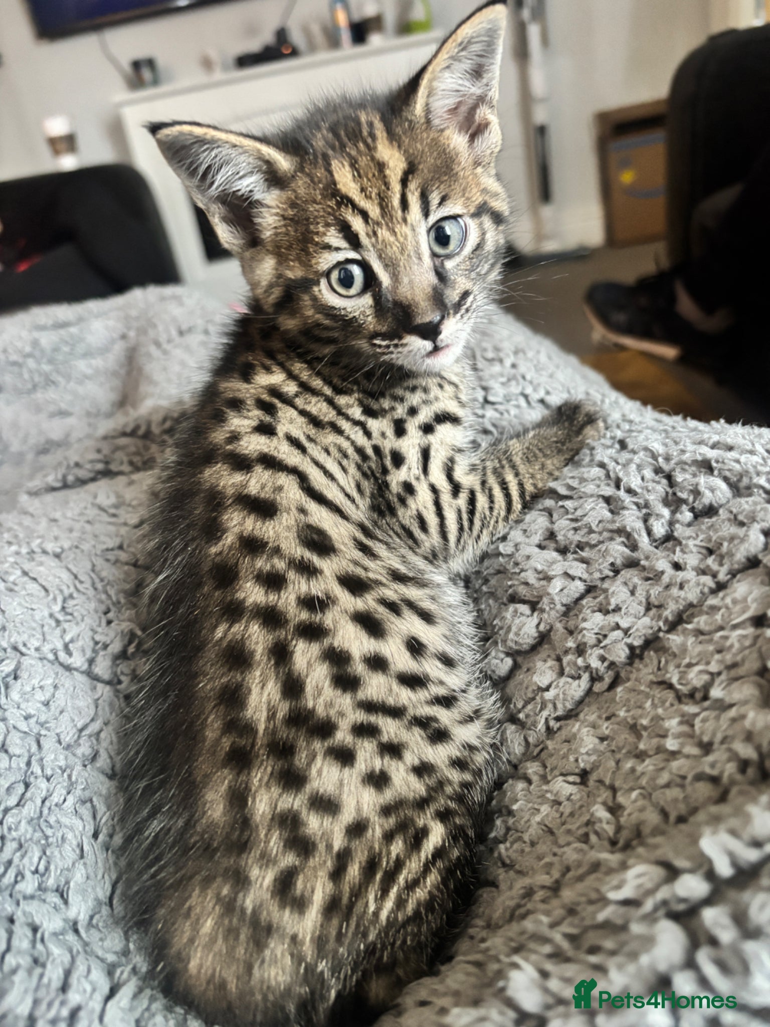 Savannah cats 🔥 Exceptional Savannah F3Kittens Rare Markings 🔥 - Advert 1