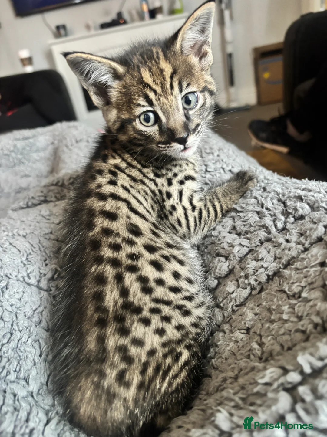 Savannah cats for sale: 🔥 Exceptional Savannah F3Kittens Rare Markings 🔥 - Advert 1