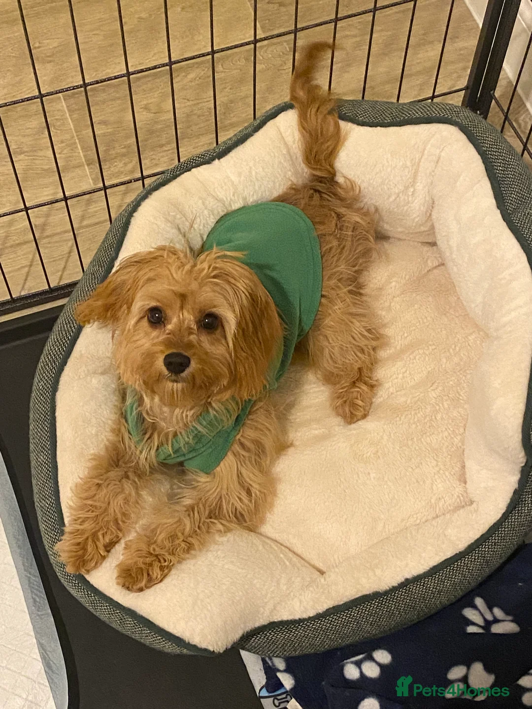 Cavapoo dogs for sale: Lovely girl Cavapoo looking for a loving home - Advert 5