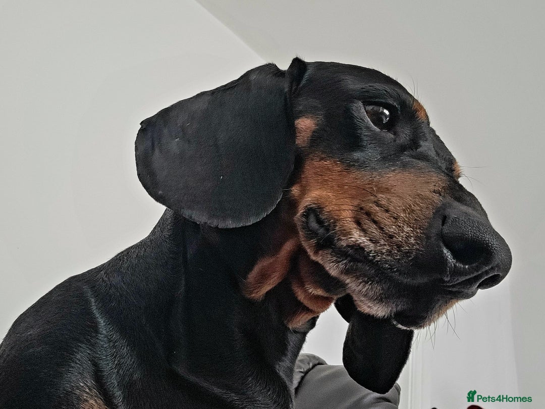 Dachshund dogs for sale: Dachshund boy - Image 4