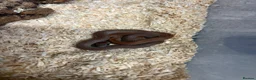 Corn Snake reptiles for sale: Various corn snakes/colubrids at urban exotics  - Advert 6