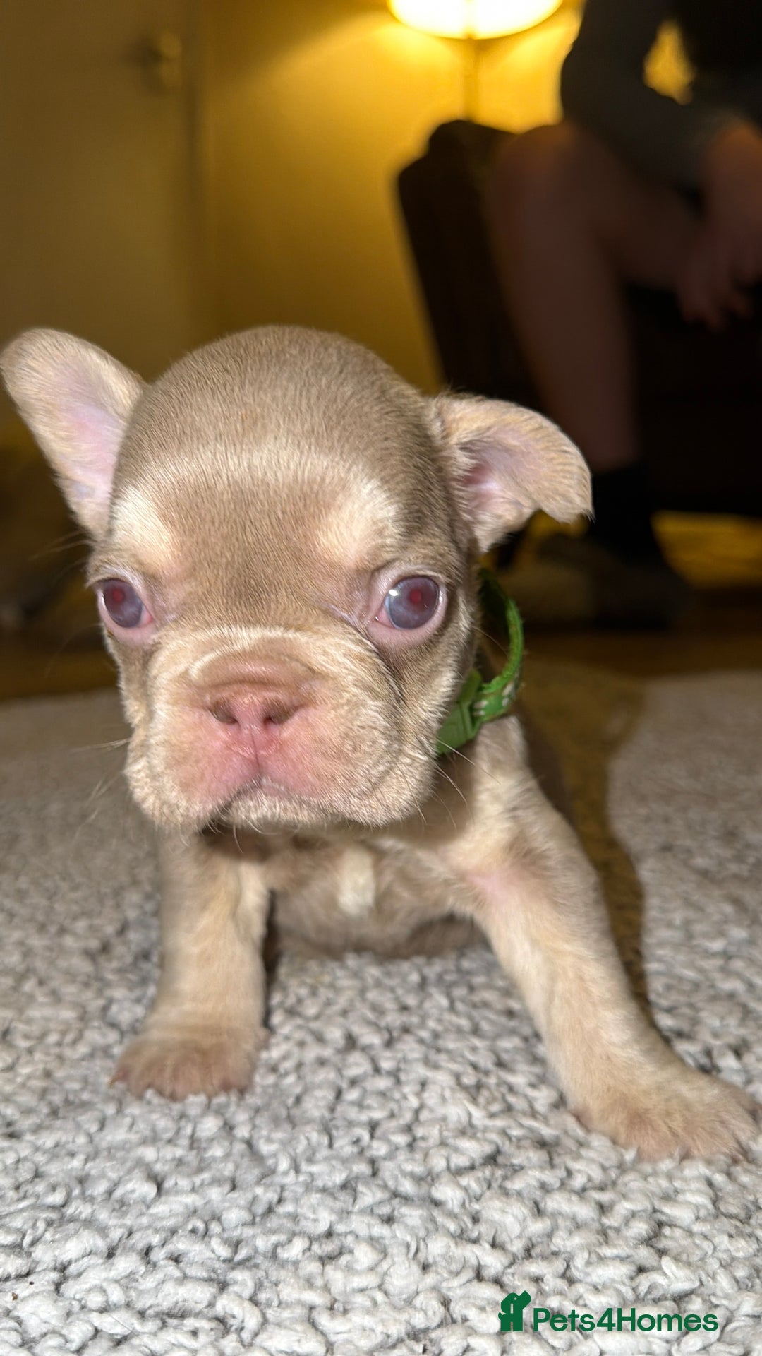 French Bulldog dogs for sale: 6 beautiful Isabella and tan  - Advert 8