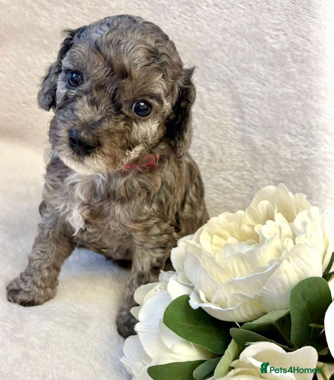 Cockapoo dogs for sale: Premium F2B BLUE EYES Cockapoos/chocolate merle - Advert 2