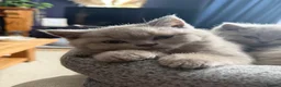 British Shorthair cats for sale: Beautiful Lilac British Shorthaired Kittens - Advert 6