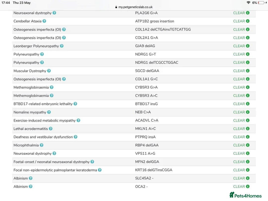Toy Poodle dogs for stud: Champion Line KC Apricot Toy Poodle Stud in Ringwood - Advert 14