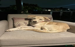 Mixed Breed dogs for sale: Husky and Labrador mix breed (Haskador) - Image 11