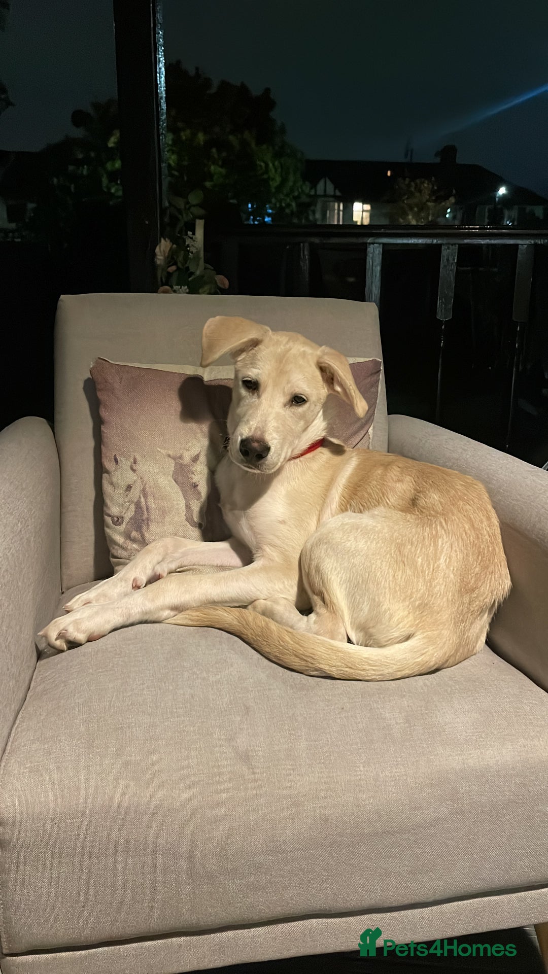 Mixed Breed dogs for sale: Husky and Labrador mix breed (Haskador) - Image 11