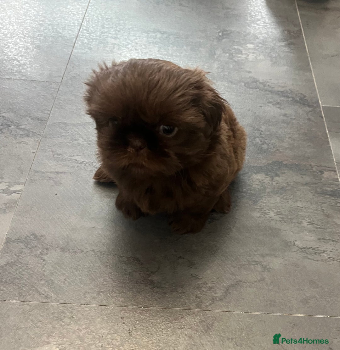 Shih Tzu dogs for sale: Imperial Shihtzu puppies - Image 9