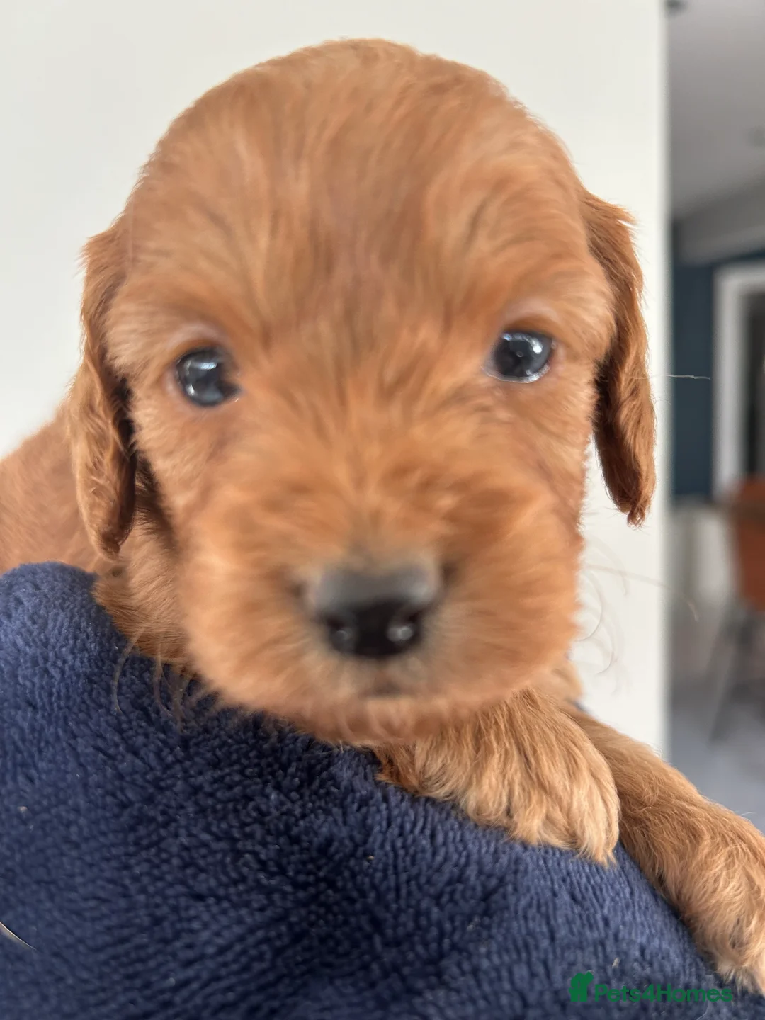 Cockapoo dogs for sale: 🐶Exceptional dark red toy cockapoos🐶 - Advert 5