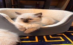 Ragdoll cats for sale: Urgent - 1 Purebred Ragdoll Kitten left in London - Image 3