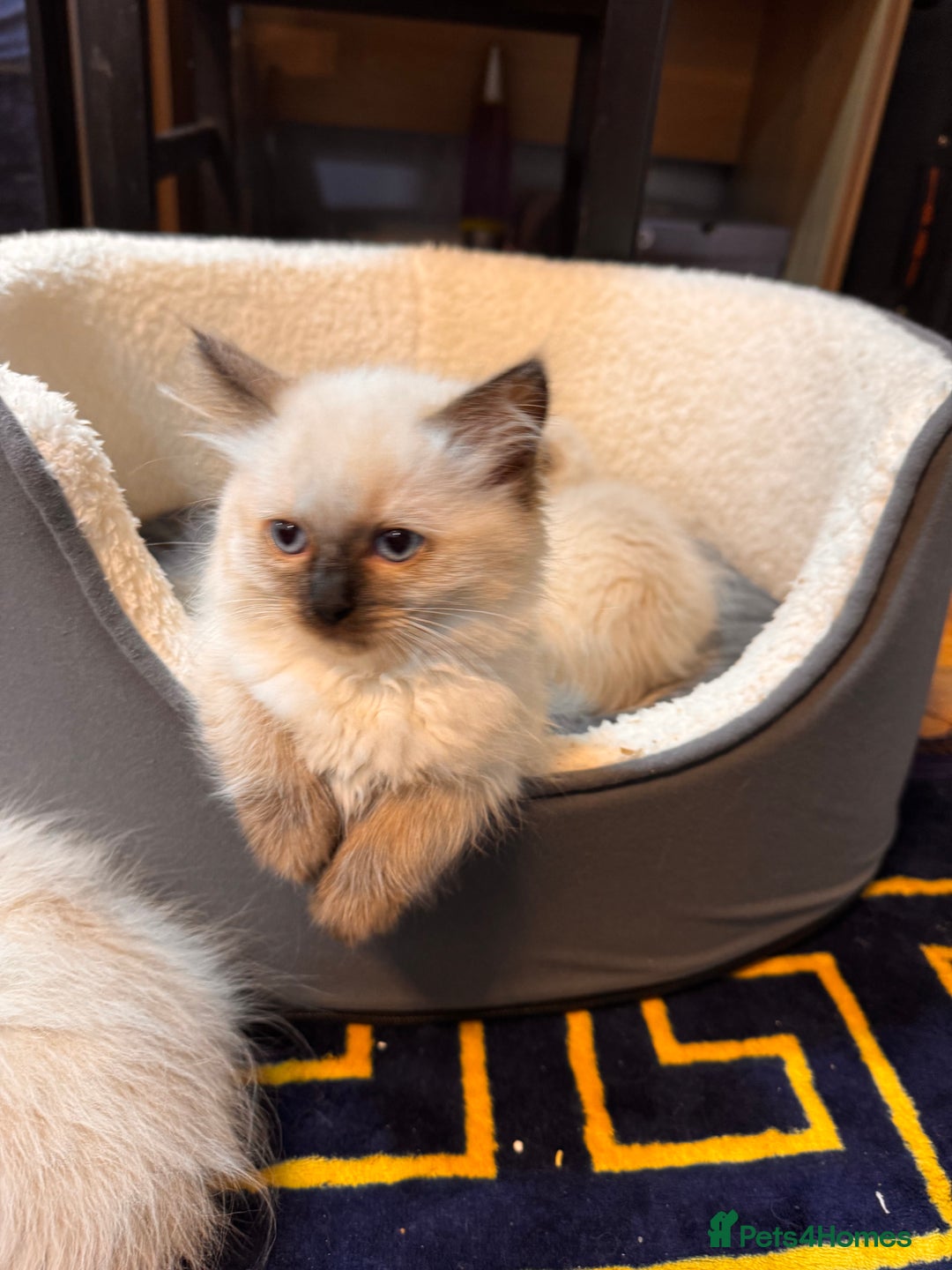 Ragdoll cats for sale: Urgent - 1 Purebred Ragdoll Kitten left in London - Image 3