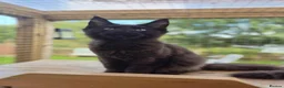 Maine Coon cats for sale: 🌟Tica registered mainecoons champion lines! 🌟 - Advert 6