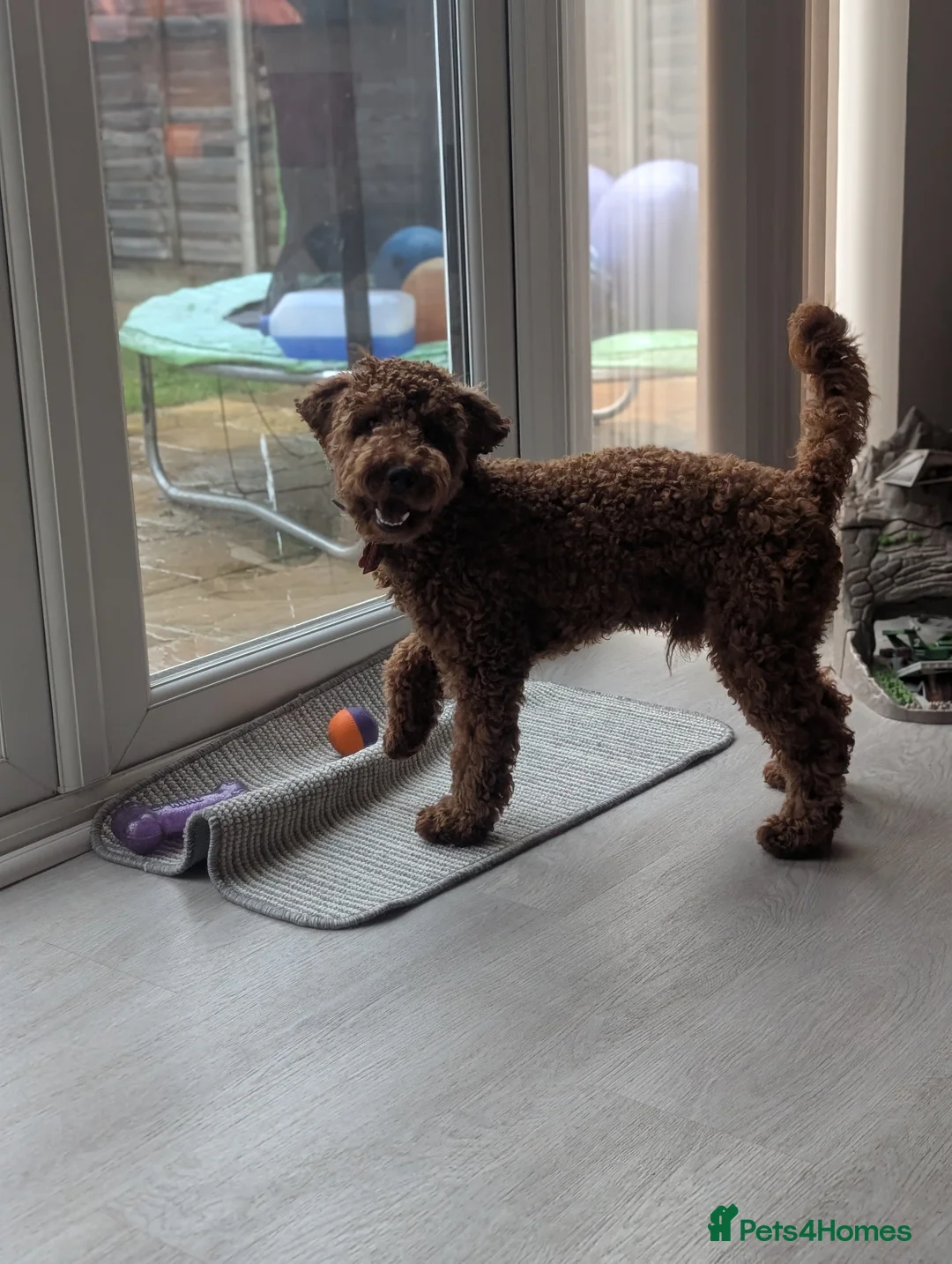 Cockapoo dogs for sale: Max - Cockapoo puppy  - Advert 5