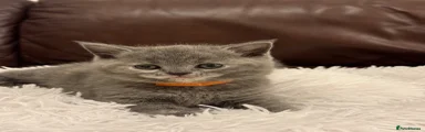 British Shorthair Kitten 3