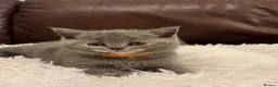 British Shorthair cats for sale: Beautiful BSH kittens  in London - Advert 20