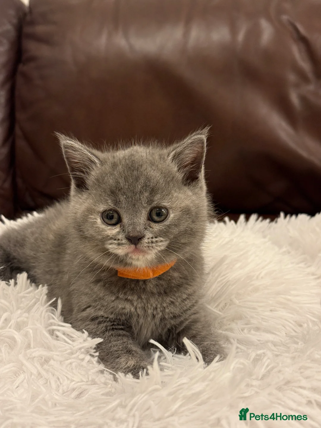 British Shorthair cats for sale: Beautiful BSH kittens  in London - Advert 20