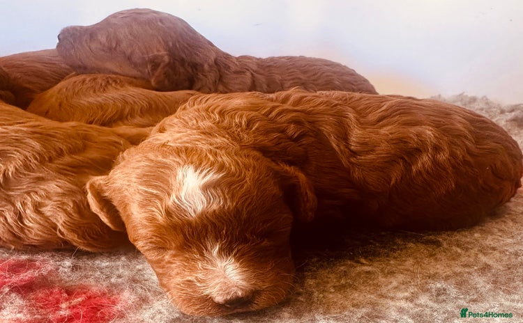 Cavapoo dogs - Advert 3