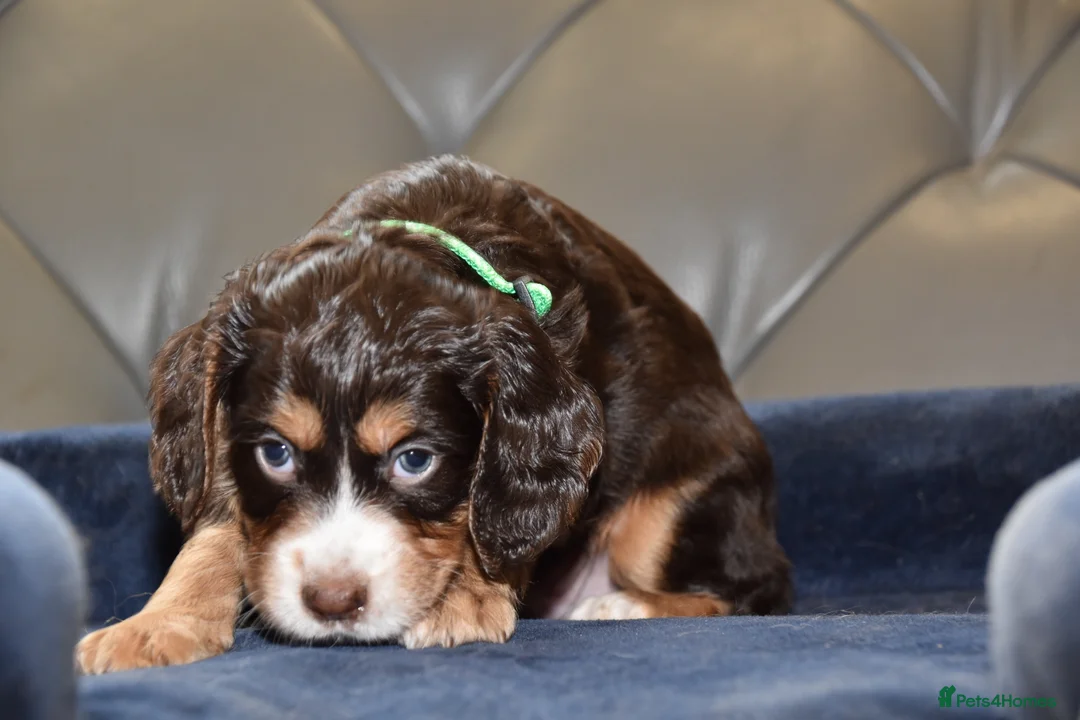 Cocker Spaniel dogs for sale: Kc Reg  Cocker Spaniel Puppies Health Tested - Advert 26