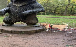 Puggle dogs for adoption: Bertie - kings Lynn Norfolk  - Image 5