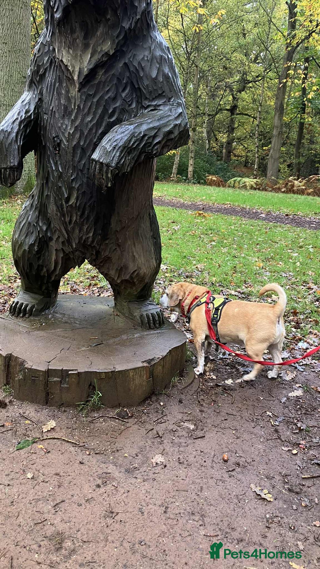 Puggle dogs for adoption: Bertie - kings Lynn Norfolk  - Image 5