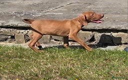 Hungarian Vizsla dogs for sale: One Girl Left-Hungarian Vizsla Pup - Image 10
