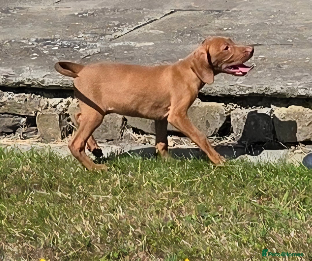 Hungarian Vizsla dogs for sale: One Girl Left-Hungarian Vizsla Pup - Image 10