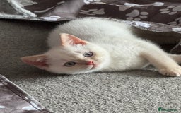 British Shorthair cats for sale: BSH GCCF cream colourpoint male  - Image 8