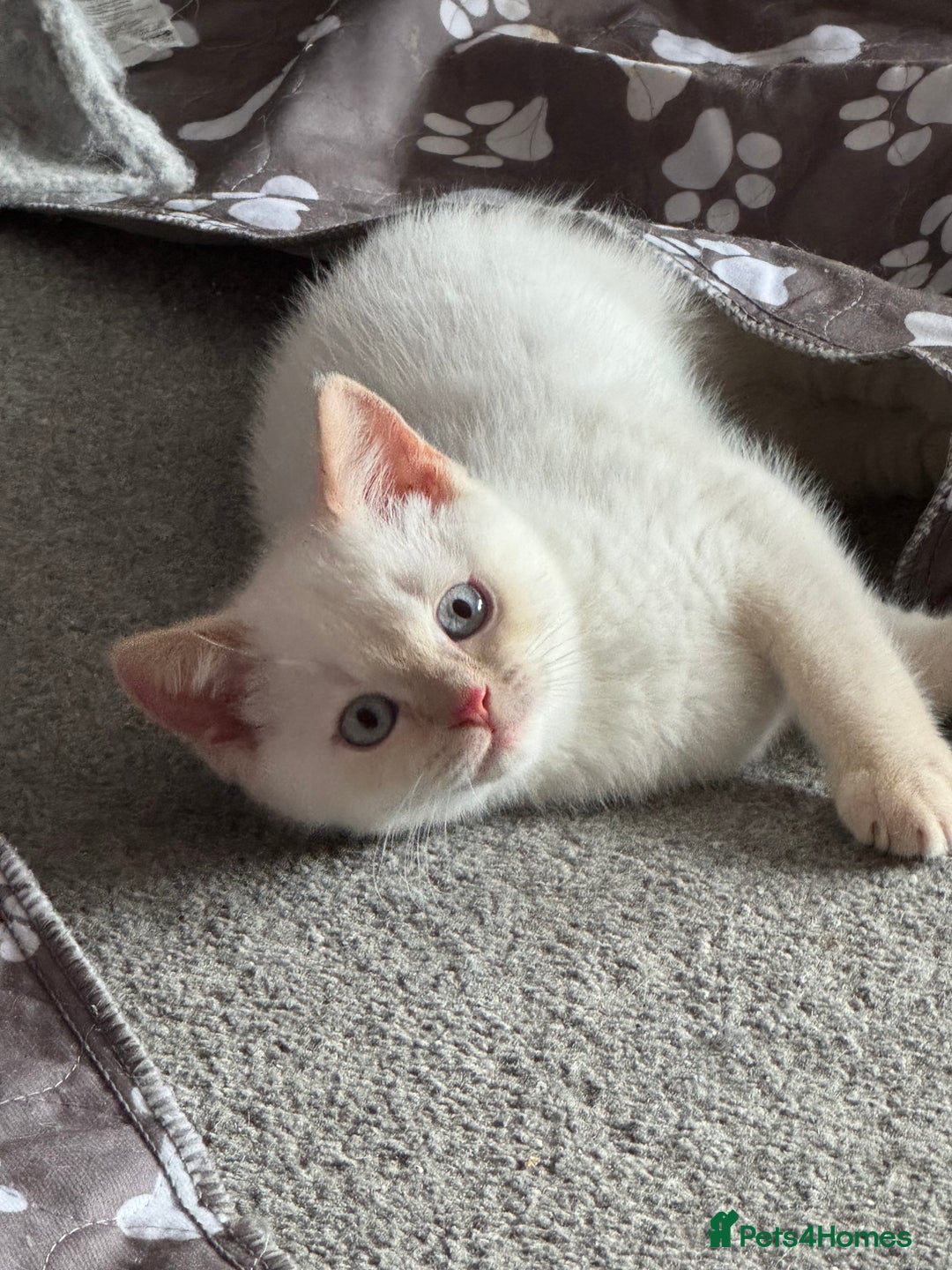 British Shorthair cats for sale: BSH GCCF cream colourpoint male  - Image 8