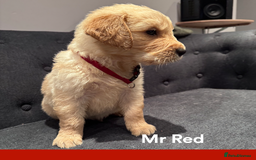 Golden Retriever dogs for sale: Golden Retriever Puppies! 💛🐶 - Image 18