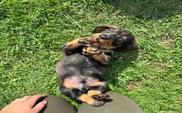 Dachshund dogs for sale: Wirehaired dachshund (Teckel) puppies - Image 8