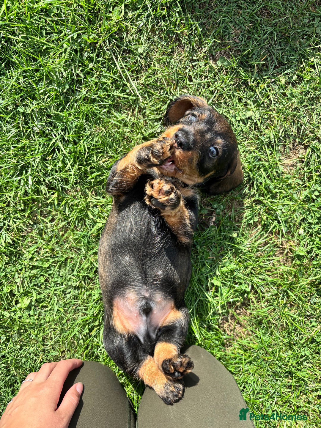 Dachshund dogs for sale: Wirehaired dachshund (Teckel) puppies - Image 8