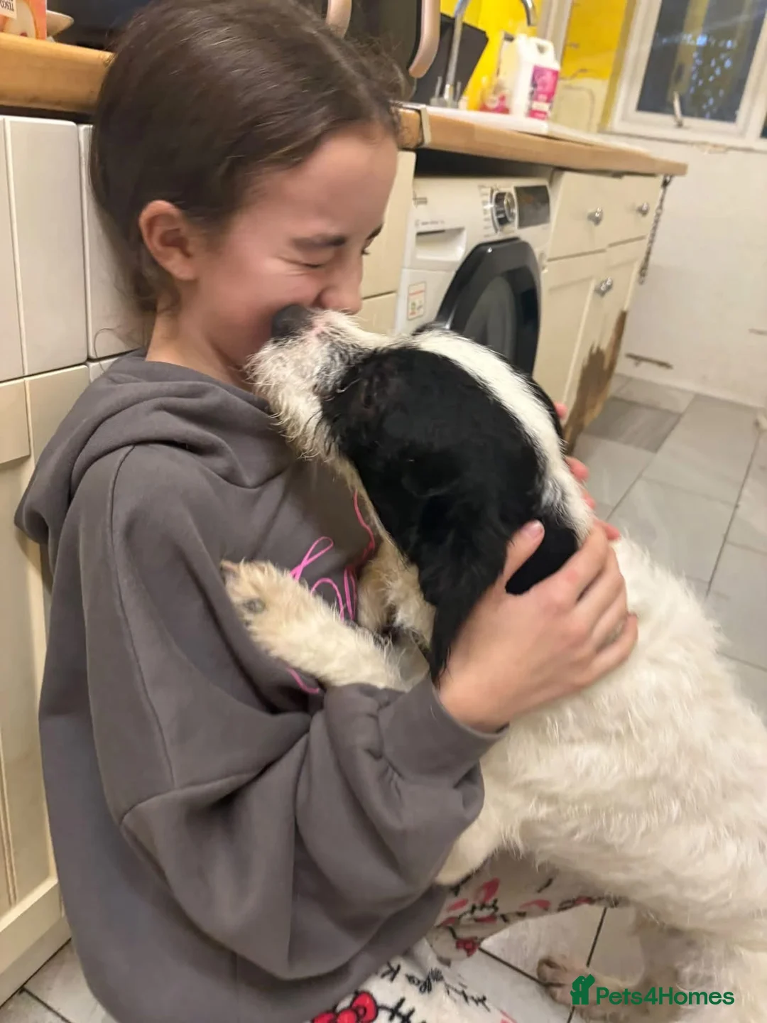 Mixed Breed dogs for adoption: Dylan - Norwich Norfolk  - Advert 19