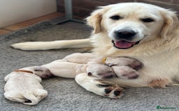 Golden Retriever dogs for sale: Champion line KC reg Golden Retriever pups - Image 2