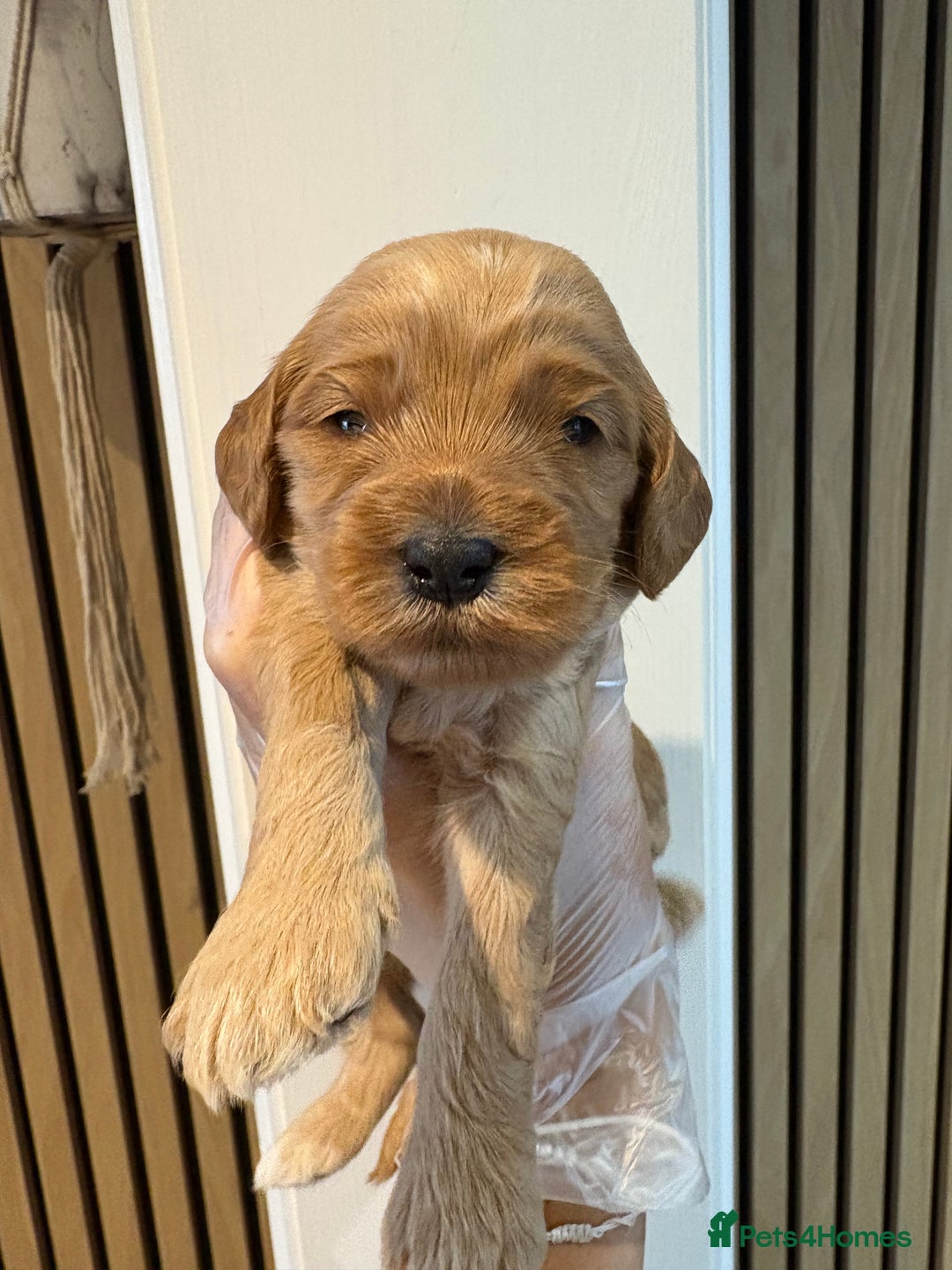 Cockapoo dogs for sale: ✨6 cockapoo puppies looking for forever home ✨ - Image 1