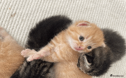 Mixed Breed cats for sale: 4Adorable Longhair Kittens-ready late Sep - Image 13