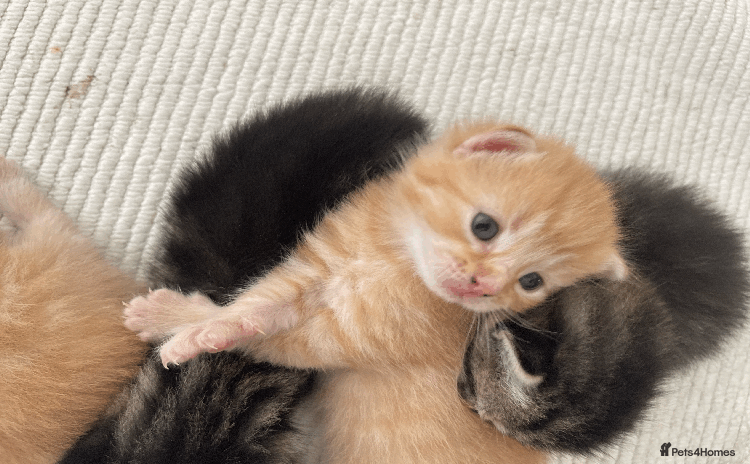 Mixed Breed cats - Advert 14