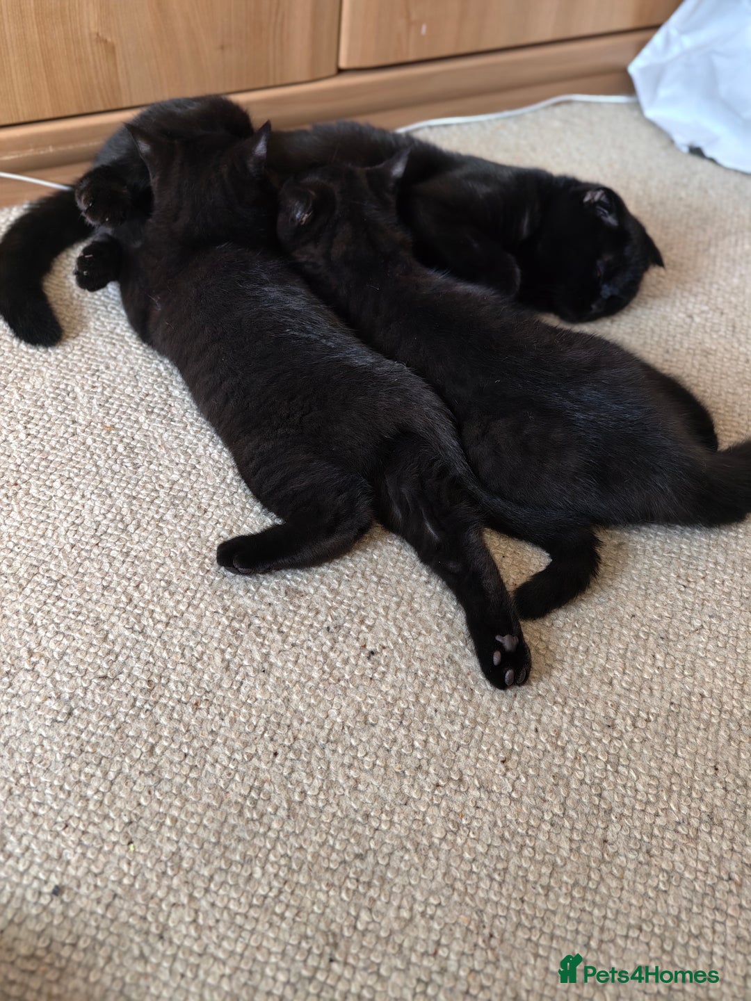 Scottish Fold cats for sale: 3 lovely kittens looking for new family  - Image 20