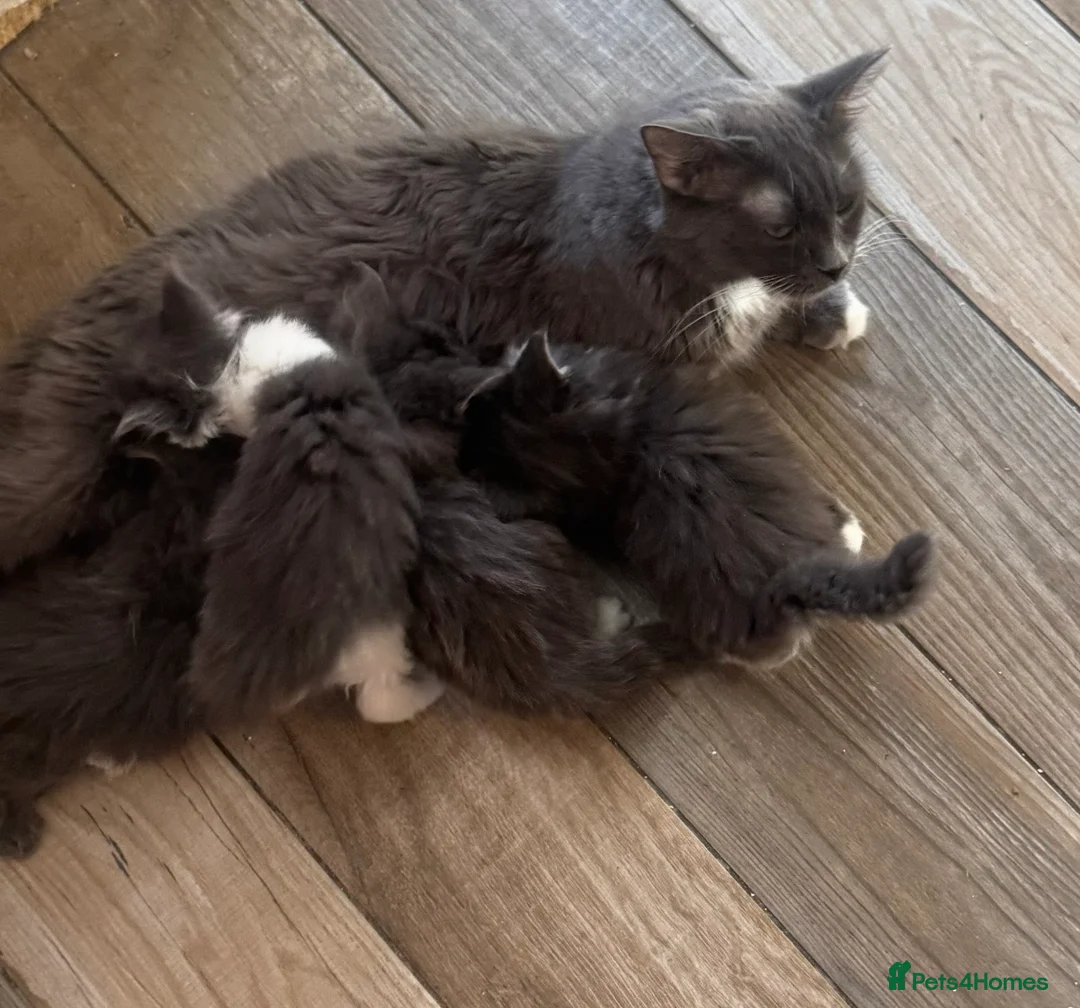 Mixed Breed cats for sale: Maine coon cross ragdoll kittens  - Advert 1